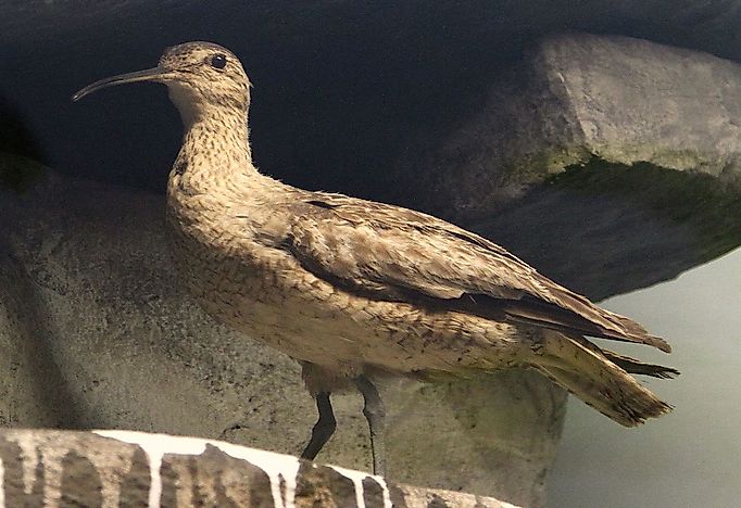 #2 Eskimo curlew