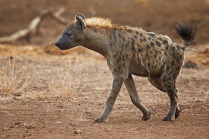 #2 Spotted Hyena