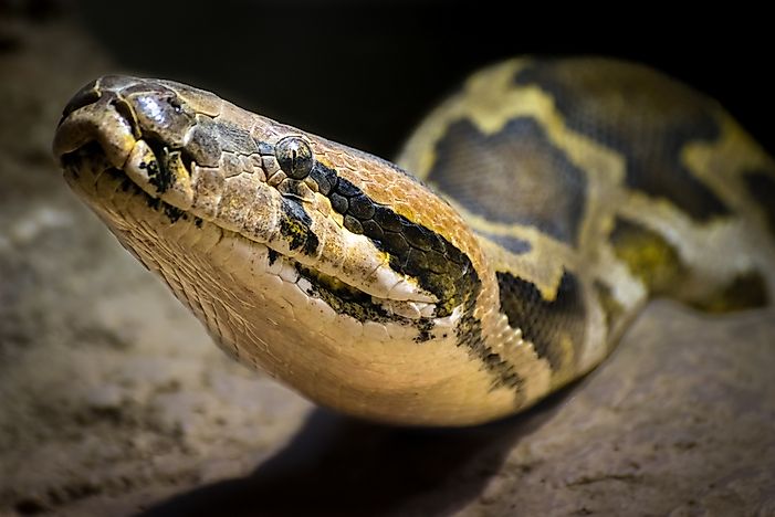 #7 Indian python / Black tailed Python
