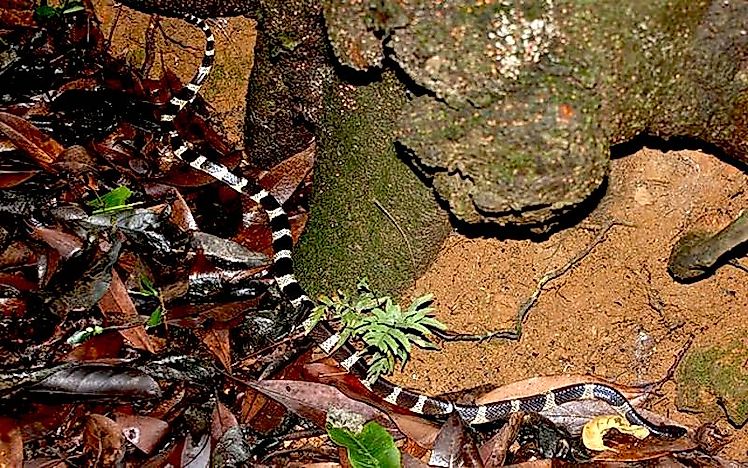 #7 Many-banded Krait