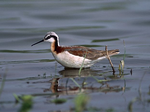 #3 Wilson's Phalarope