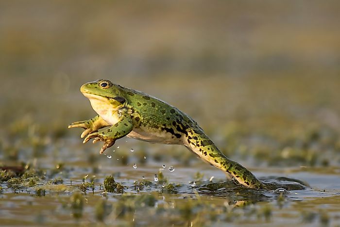 Are Frogs Reptiles?