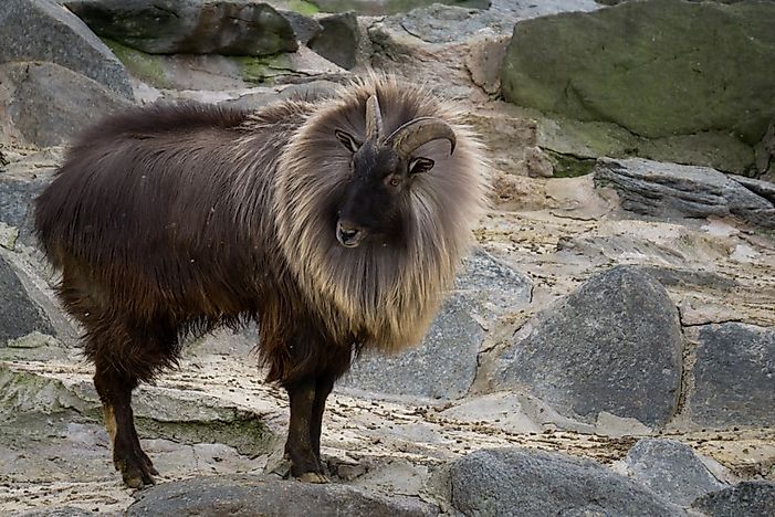 #3 Himalayan Tahr