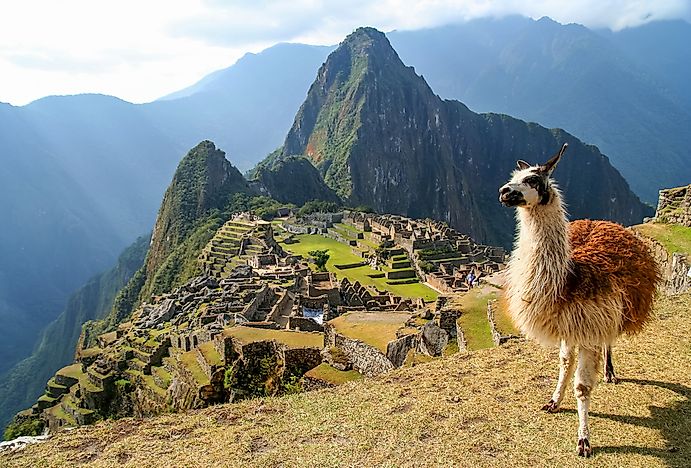 A llama in front of Machu Picchu.