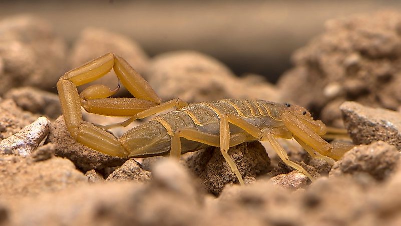 #10 Arizona Bark Scorpion