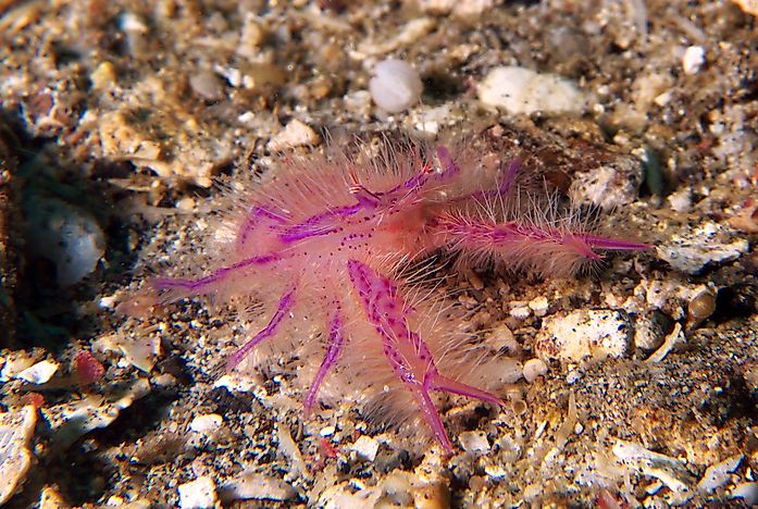 #9 Hairy Squat Lobster
