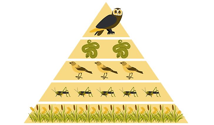 What is a Biomass Pyramid?