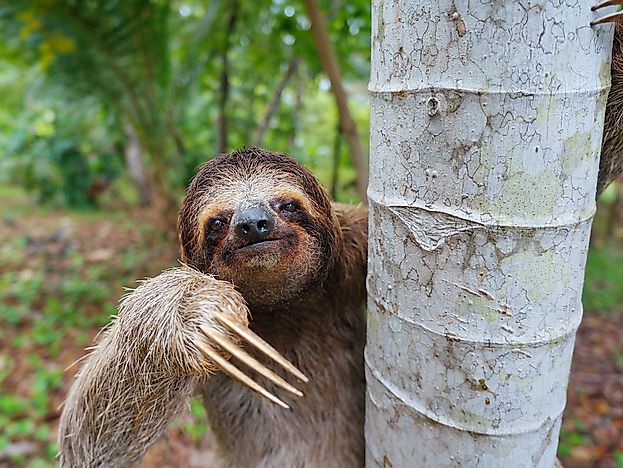 #10 Brown-throated Sloth