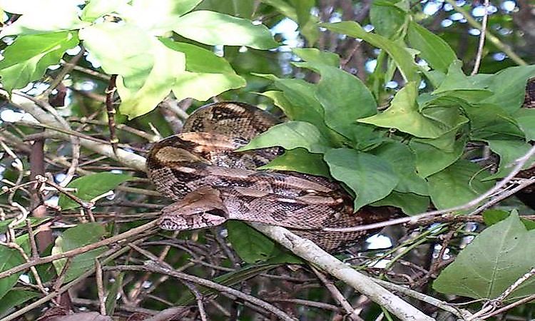 #12 Boa Constrictor -