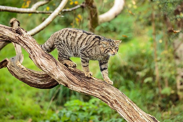 #5 Scottish Wildcat