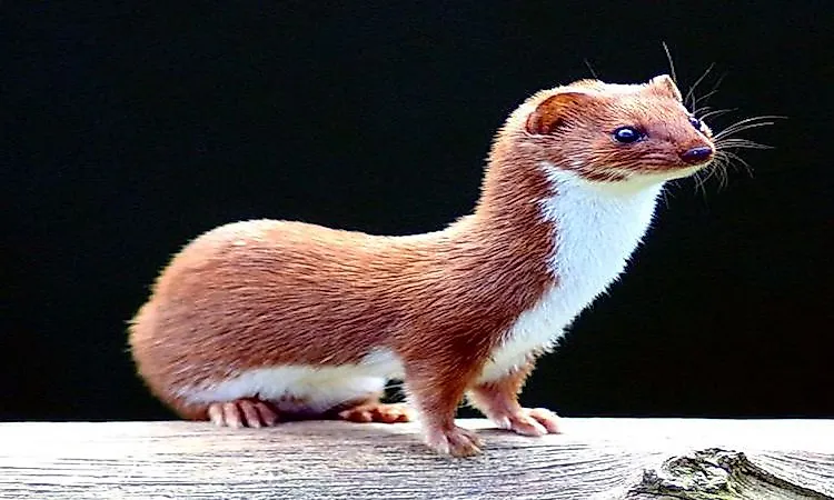 #11 Weasel -
