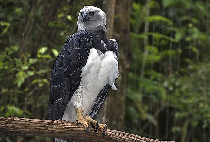 The World's Largest Eagles - WorldAtlas.com