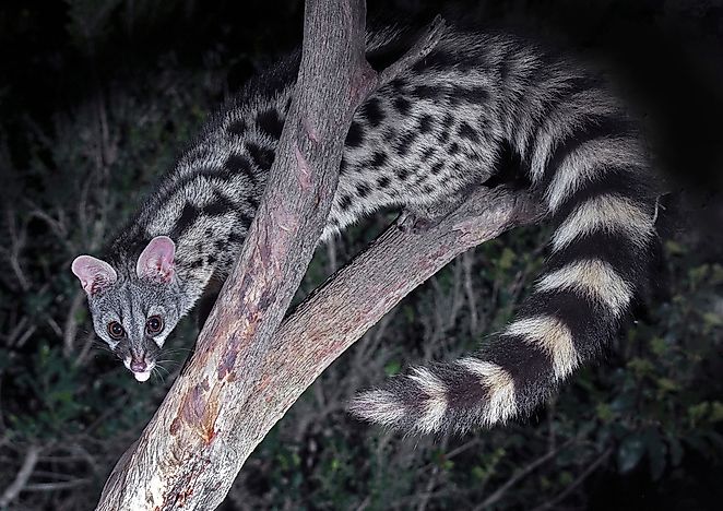#5 Common Genet