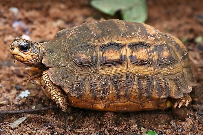 #2 Flat-backed Spider Tortoise