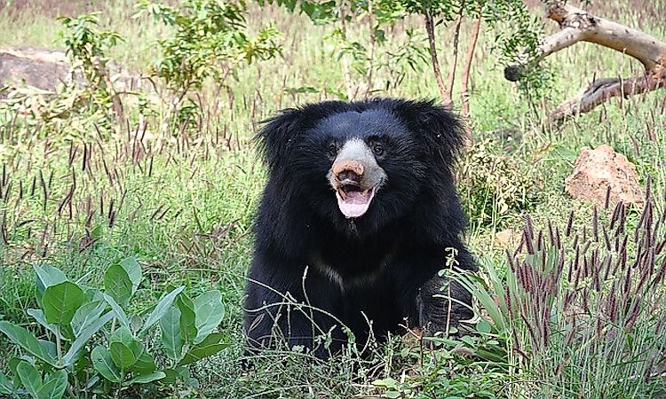 #7 Sloth Bear -