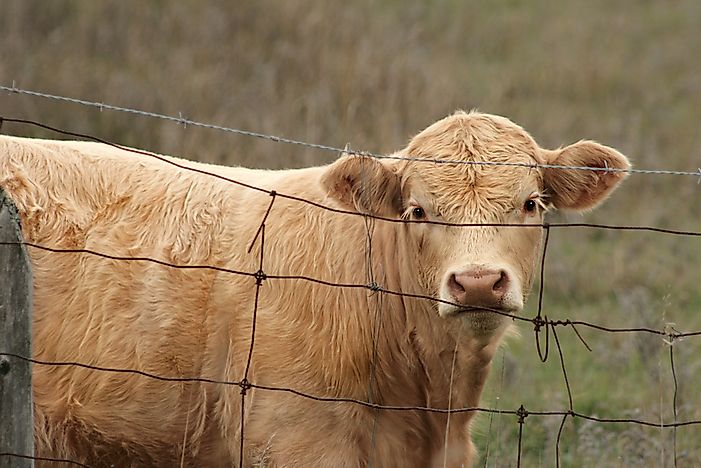 The World's Largest Exporters of Barbed Wire