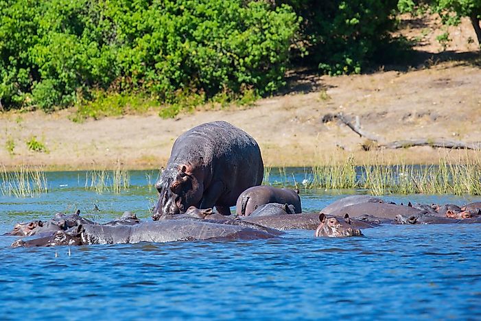 The Wild And Magnificent National Parks Of Botswana