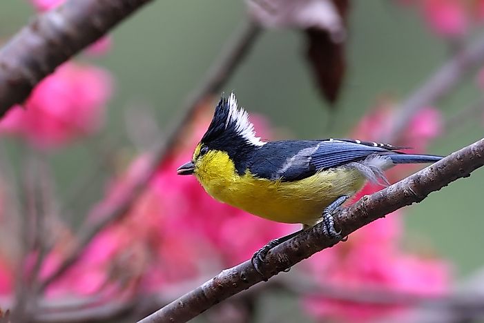 #17 Yellow Tit
