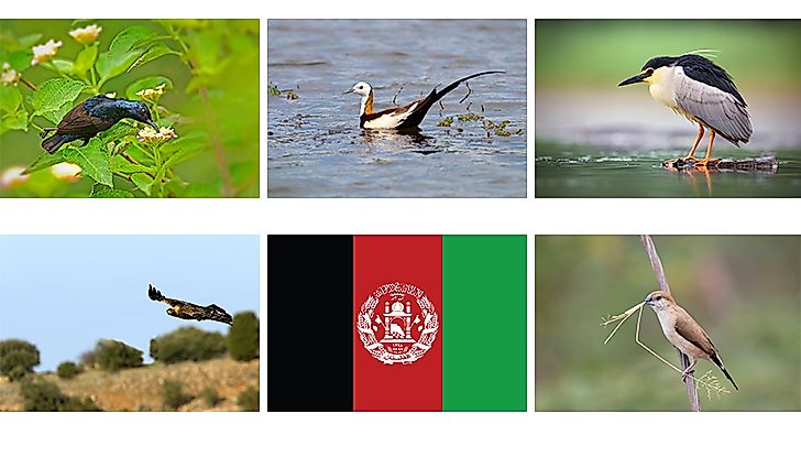 Native Birds of Afghanistan