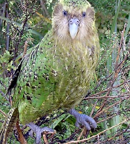 #9 Kakapo