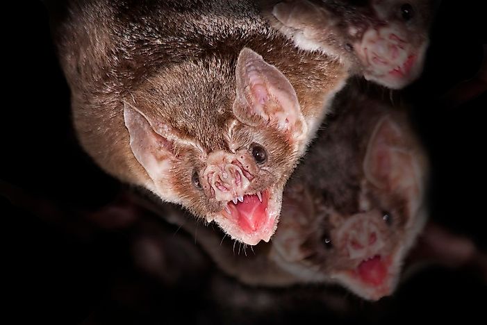 Are Vampire Bats Really Real?