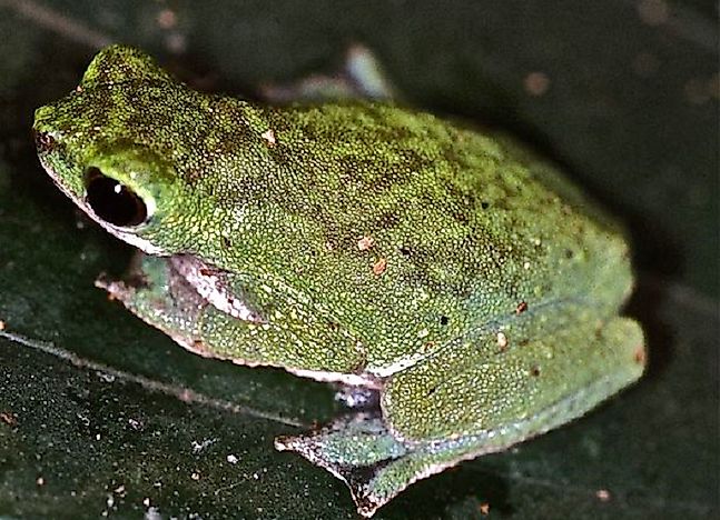 Native Amphibians Of Nigeria
