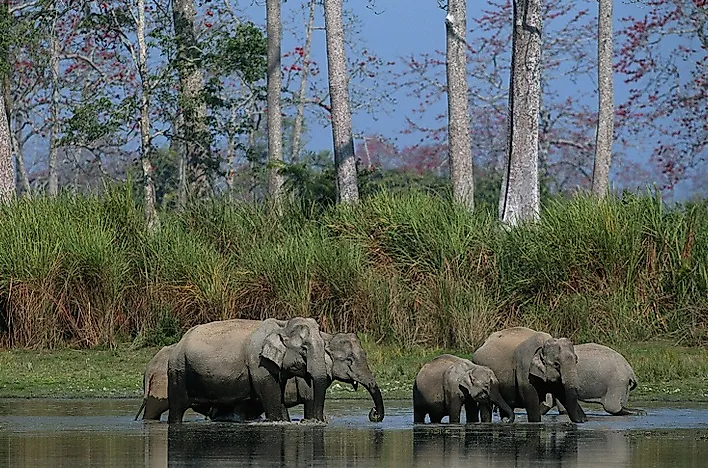 Kaziranga National Park, India