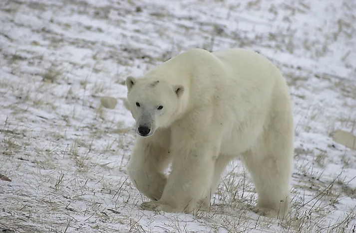 Polar Bear Facts: Animals of North America