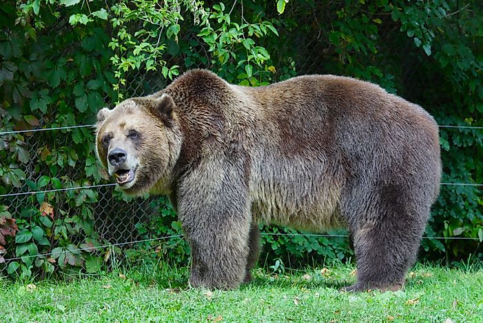 Grizzly and Wolf Discovery Center, Montana - Unique Places around the World