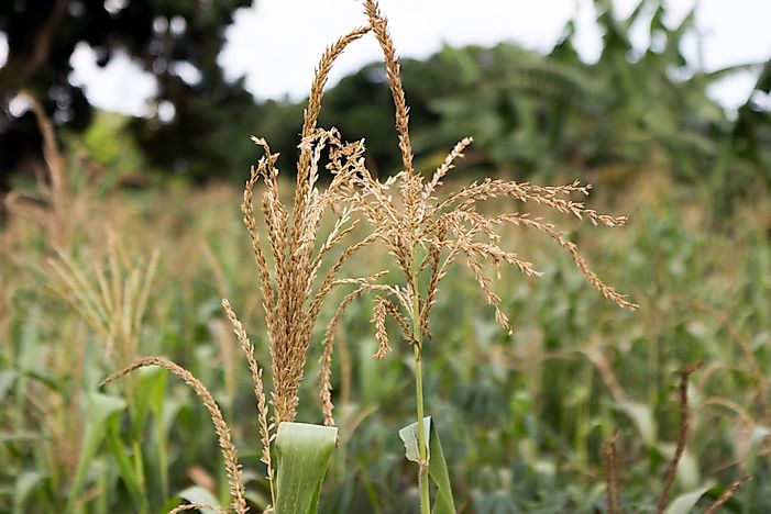 Top African Countries For Organic Farming