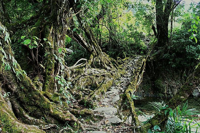 #5 Living Root Bridges of Meghalaya