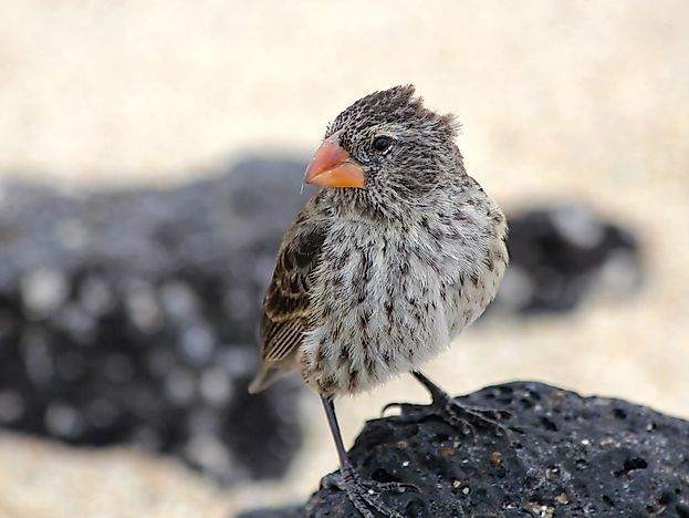 What Is Speciation?