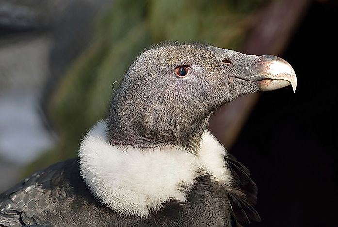 #5 Andean Condor
