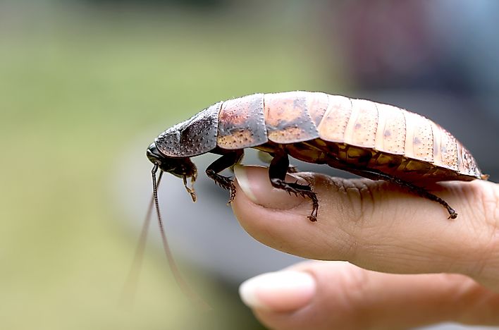 #5 Madagascar Hissing Cockroach
