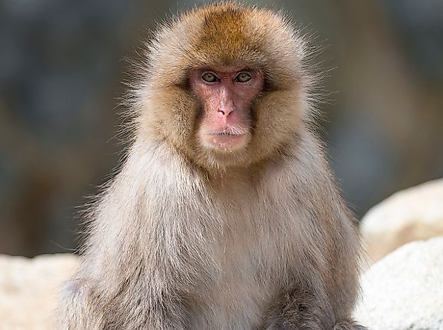 #3 Japanese Macaque