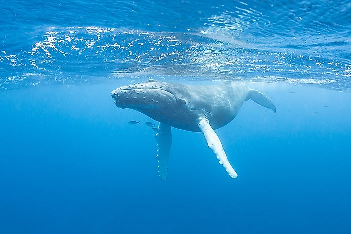 Humpback Whale Facts: Animals of the Oceans
