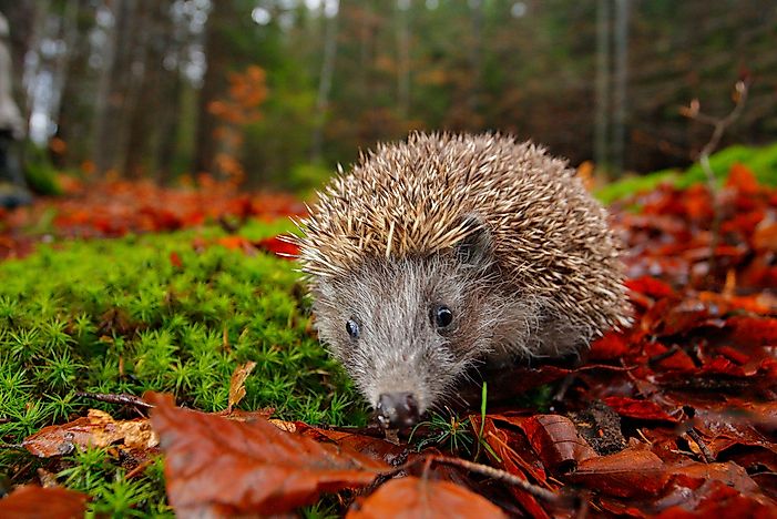 Where Do Hedgehogs Live in the Wild?