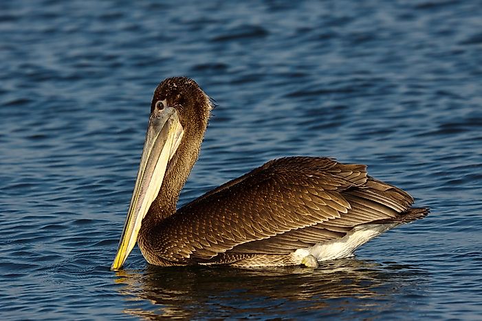A brown pelican. A brown pelican.