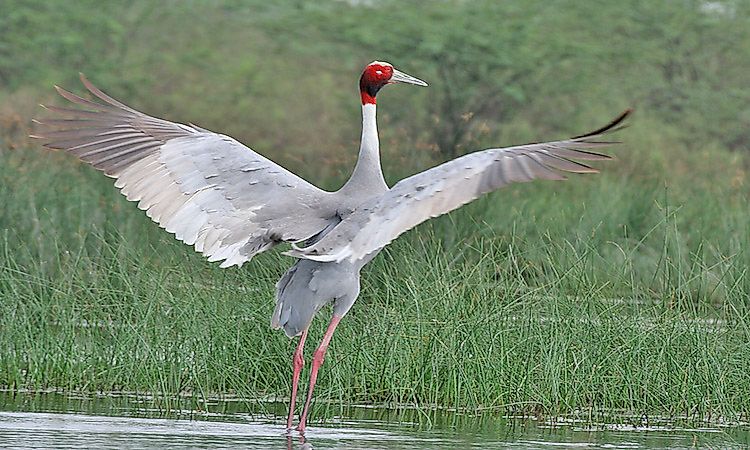 #5 Sarus Crane -