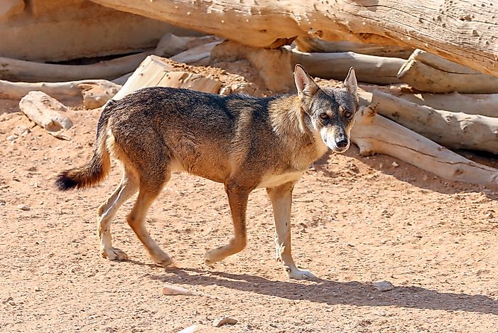 #1 Arabian Wolf