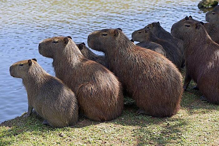 #8 Capybaras are extremely social, and live in groups of between 10-20.