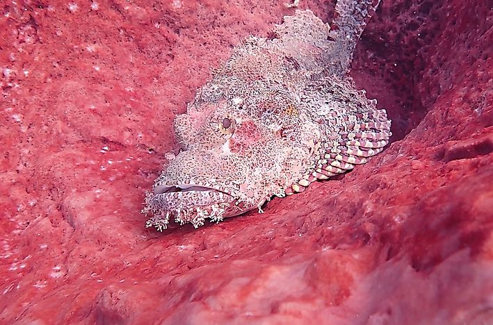 Animals That Live in the Deep Ocean