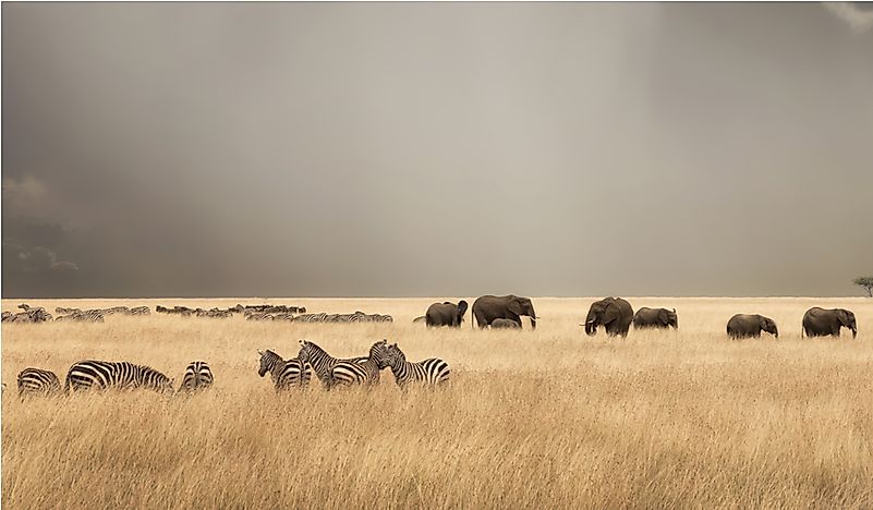 What Are The Major Natural Resources Of Kenya?