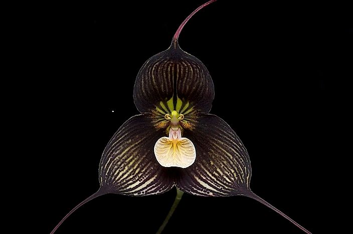 Native Plants Of Ecuador