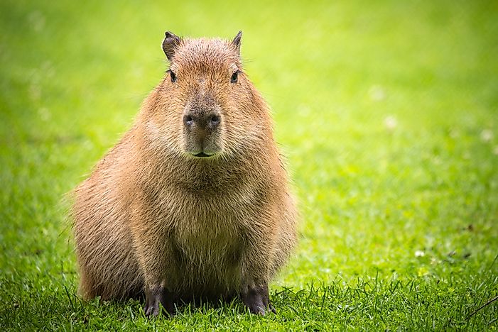 #7 Capybara