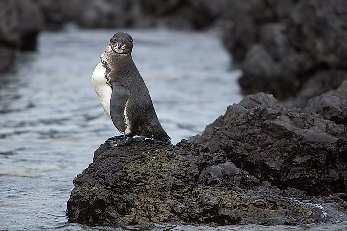 #1 Galapagos Penguin