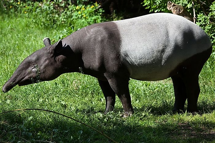 #10 Malayan Tapir