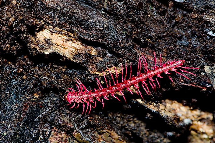 #3 Dragon Millipede