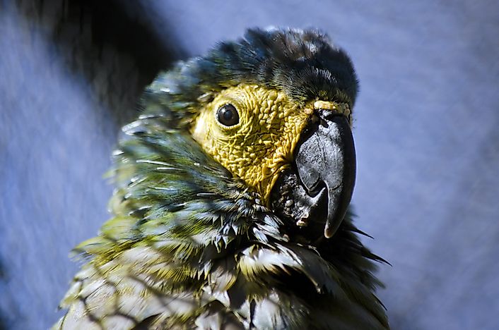 #13 Red-Bellied Macaw