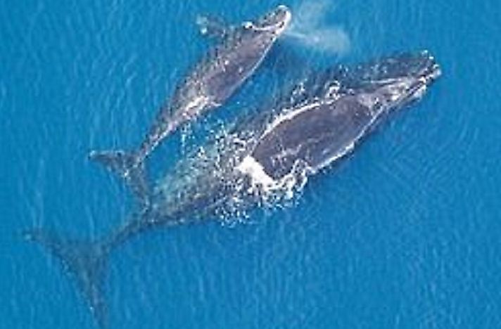#2 North Atlantic Right whale